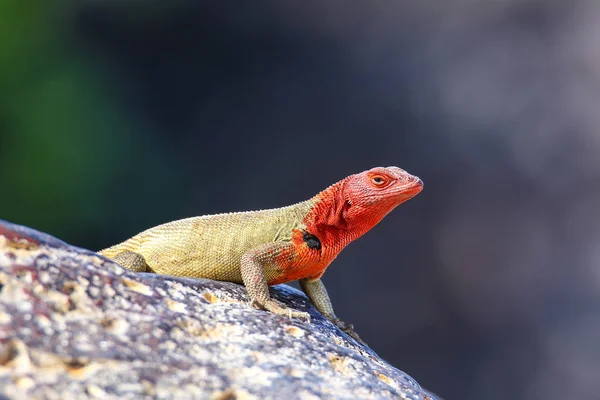 Lagarto de lava de capuz fêmea na ilha Espanola, Galápagos National p — Fotografia de Stock