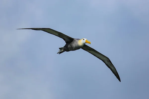 Albatroz ondulado em voo na Ilha Espanola, Galápagos National — Fotografia de Stock