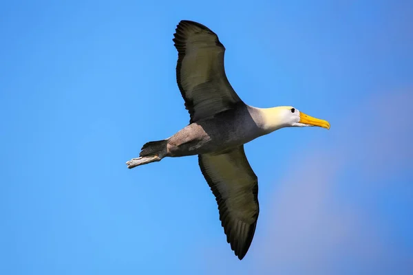 Махнув Альбатрос у польоті на острові Еспаньола, Галапагоський Національний — стокове фото