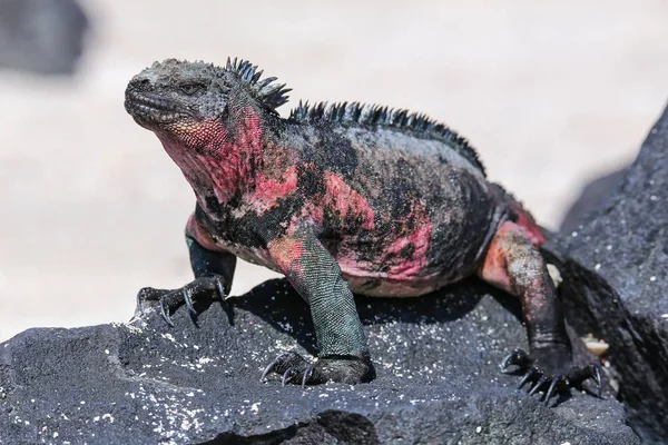 Marine iguana on Espanola Island, Galapagos National park, Ecuad Royalty Free Stock Images