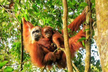 Kadın Sumatra orangutan ağaçlarda Gunu asılı bebek