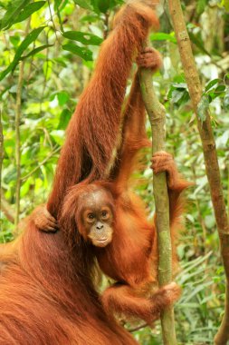 Bebek Sumatra orangutan onun anne n Gunung Leuser Natio yanında