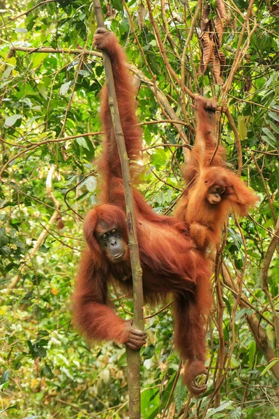 Orango femminile di Sumatra con un bambino appeso tra gli alberi, Gunu — Foto Stock