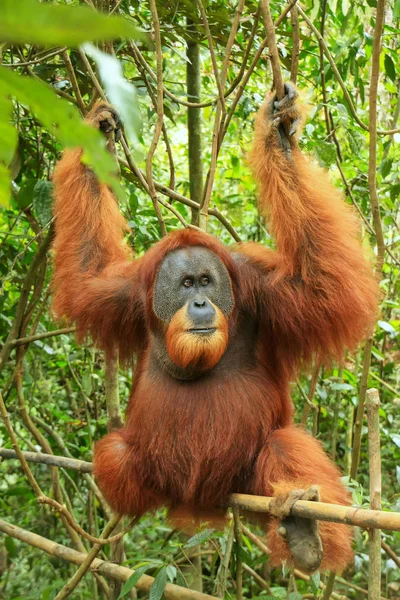 Male Sumatran orangutan (Pongo abelii) sitting on a bamboo in Gu — Stock Photo, Image