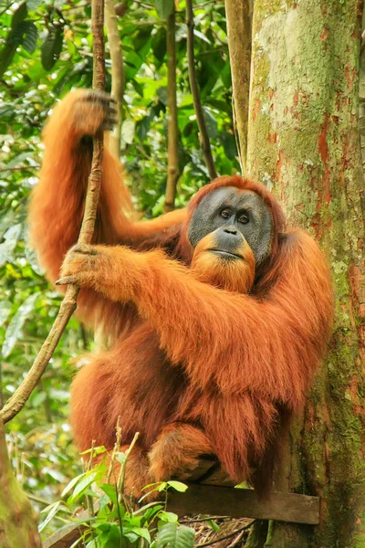 Male Sumatran orangutan sitting in a tree in Gunung Leuser Natio — Stock Photo, Image