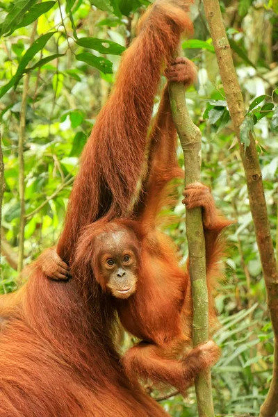 Baby Sumatran orangutan next to its mother n Gunung Leuser Natio — Stock Photo, Image