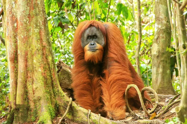 Masculino Sumatra orangotango em pé no chão em Gunung Leuser — Fotografia de Stock