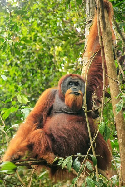 Masculino Sumatra orangotango sentado em uma árvore em Gunung Leuser Natio — Fotografia de Stock