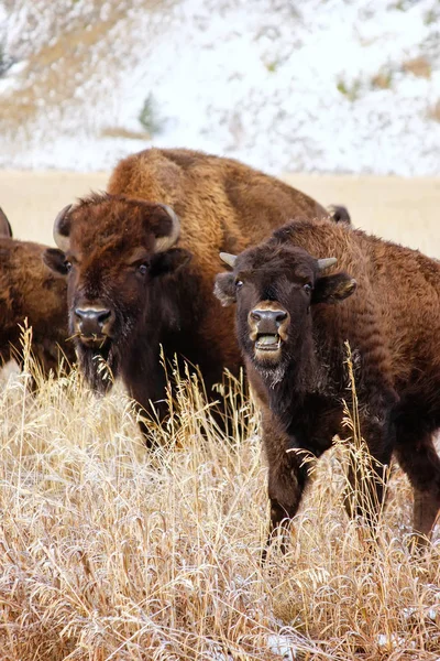 Bisonte de pie en un campo durante el otoño, Parque Nacional Grand Teton — Foto de Stock