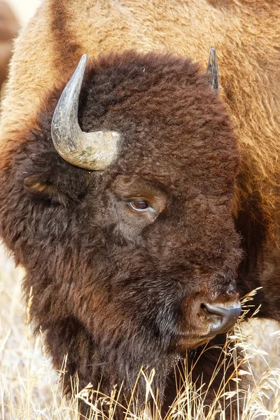 Retrato de un bisonte masculino, Parque Nacional Grand Teton, Wyoming — Foto de Stock