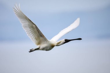 Uçuş Kraliyet kaşıkçı, Taiaroa Başkanı, Otago Yarımadası, yeni ze