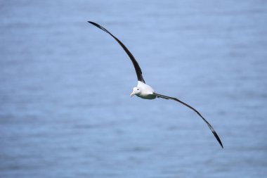 Kuzey Kraliyet Albatross uçuş, Taiaroa Başkanı, Otago Peninsul