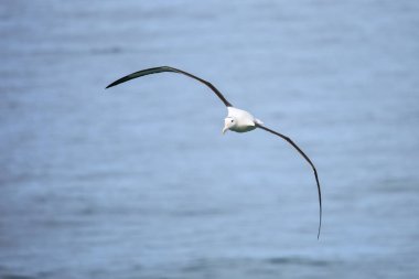 Kuzey Kraliyet Albatross uçuş, Taiaroa Başkanı, Otago Peninsul