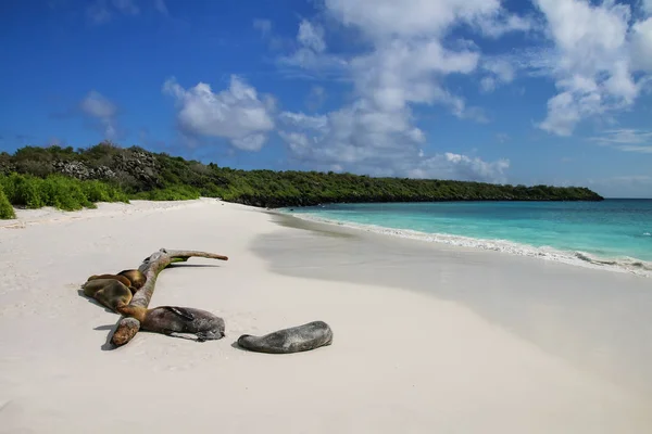 Grupo de lobos marinos de Galápagos descansando en la playa de arena en Gardner B — Foto de Stock