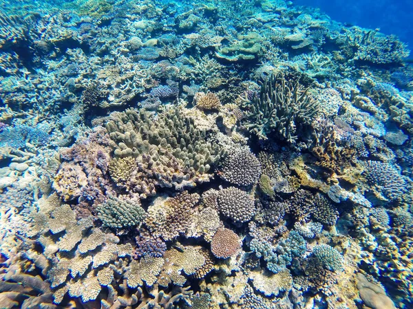 Arrecife de coral frente a la costa de la isla Gee en la laguna de Ouvea, Lealtad — Foto de Stock