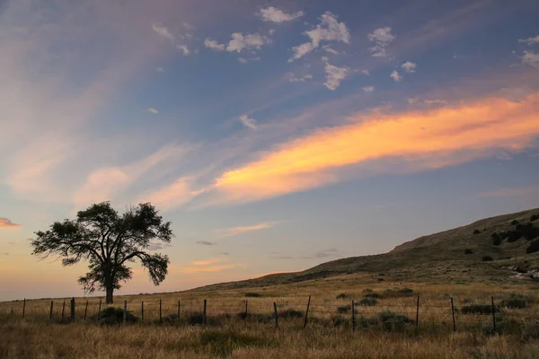 Gün doğumunda yalnız ağaç, batı Nebraska, Abd — Stok fotoğraf