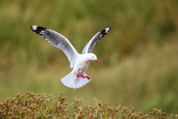 Gaivota de bico vermelho em voo — Fotografia de Stock