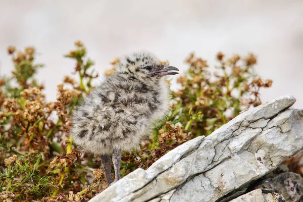 Chick of Red-billed gull standing on rocks, Kaikoura peninsula, — Stock Photo, Image