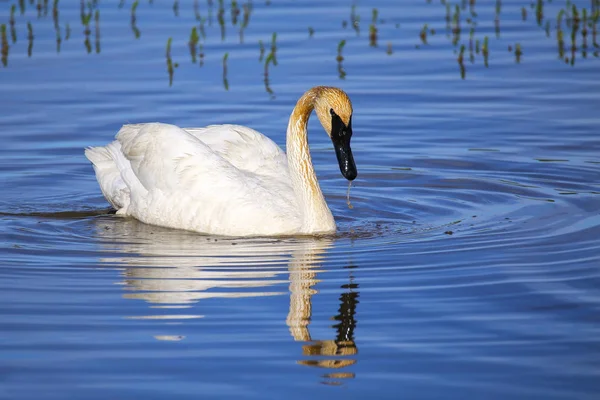 Trumpeter swan in Yellowstone National Park, Wyoming — Stock Photo, Image