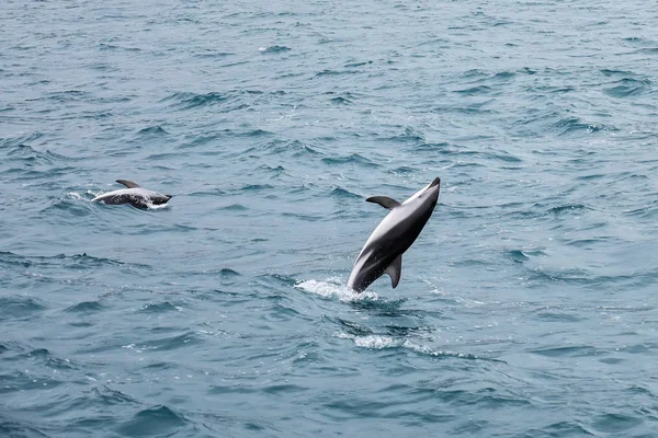 Sötét delfinek úszás partjainál Kaikoura, Új-Zéland — Stock Fotó