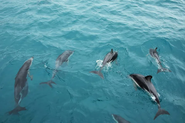 Delfines oscuros nadando frente a la costa de Kaikoura, Nueva Zelanda — Foto de Stock
