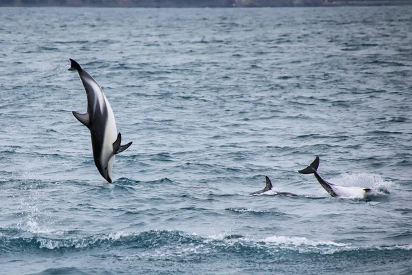 Sötét delfinek úszás partjainál Kaikoura, Új-Zéland — Stock Fotó