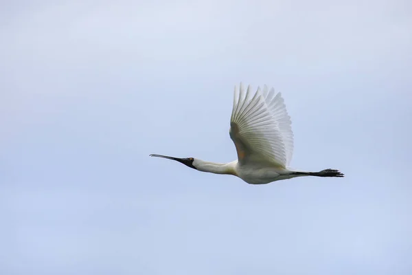 Royal lepelaar in Flight, Timajo hoofd, Otago Peninsula, nieuw ze — Stockfoto