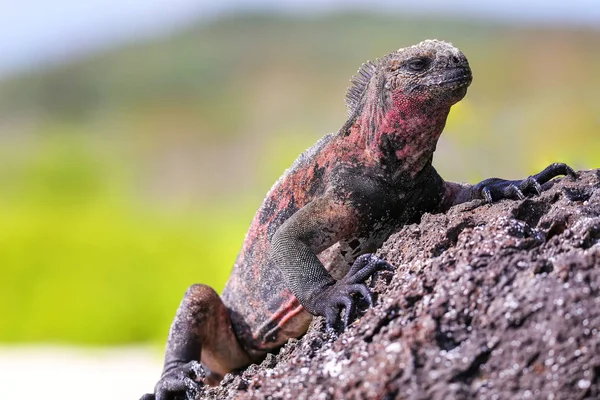 Marine iguana op Espanola eiland, Galapagos Nationaal park, Ecuad — Stockfoto