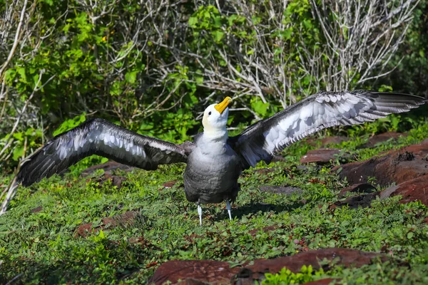 翼を広げる波打ったアルバトロス、エスパノラ島、ガラパゴス — ストック写真