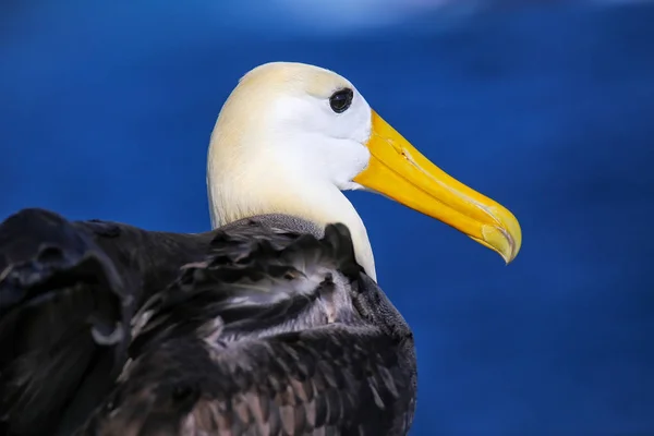 Portrait of Waved albatross on Espanola Island, Galapagos Nation — Stock Photo, Image