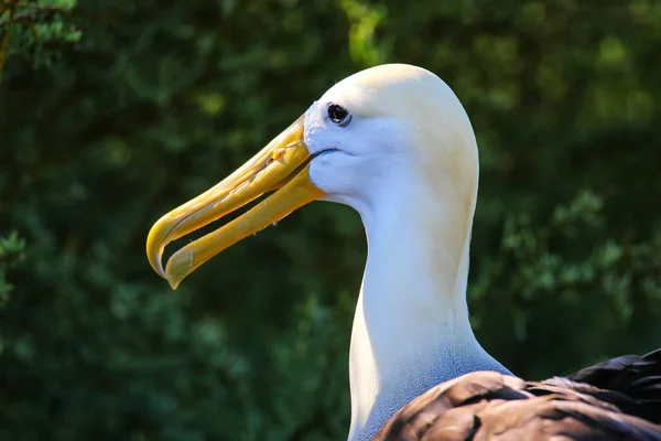 Retrato de albatroz ondulado na Ilha Espanola, Nação das Galápagos — Fotografia de Stock