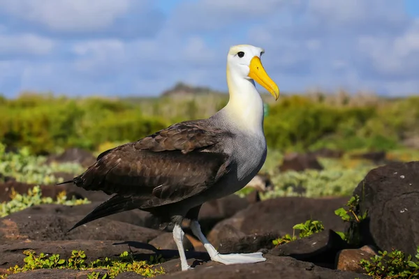 Albatros ondeados en la Isla Española, Parque Nacional Galápagos, Ecu — Foto de Stock