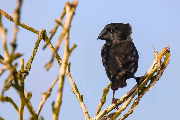 Großer Kaktusfink auf Espanola-Insel, Galapagos-Nationalpark, — Stockfoto