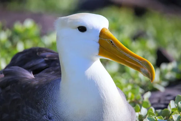 Retrato de albatros ondulados en la Isla Española, Nación Galápagos — Foto de Stock