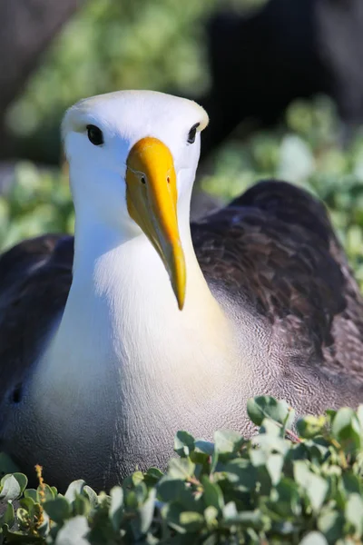 Retrato de albatros ondulados en la Isla Española, Nación Galápagos — Foto de Stock