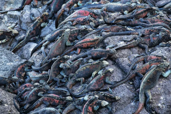 Iguanas marinhas na Ilha Espanola, Parque Nacional das Galápagos, Equador — Fotografia de Stock