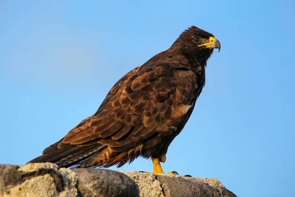 Galapagos hawk on Espanola Island, Galapagos National park, Ecua — Stock Photo, Image