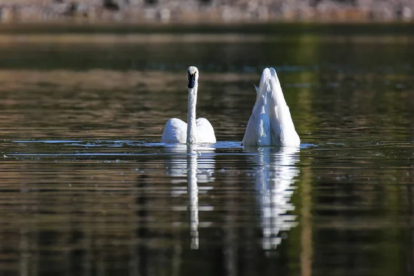 Трубачи-лебеди в Йеллоустонском национальном парке — стоковое фото
