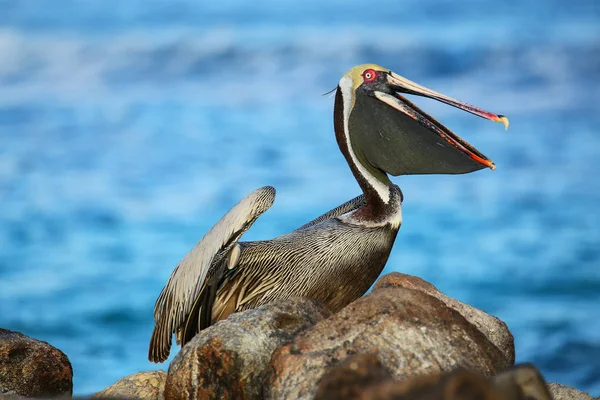 Pelícano marrón en Isla Española, Parque Nacional Galápagos, Ecuad — Foto de Stock