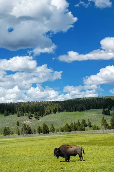 Bison stojící na poli v národním parku Yellowstone v americkém státě Wyoming — Stock fotografie