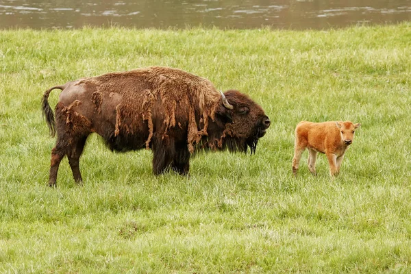 Bison femelle avec un veau debout dans un champ vert, Yellowstone — Photo