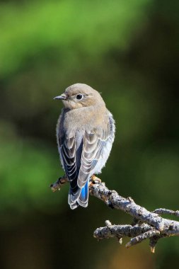 Bir sopa üzerinde oturan kadın dağ bluebird