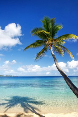 Sandy beach and leaning palm tree on Drawaqa Island, Yasawa Isla clipart