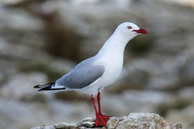 Kaikoura yarımadası kıyısında kırmızı gagalı martı, Güney Adası