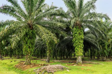 Kuzey Sumatra palmiye yağı plantasyon, Endonezya