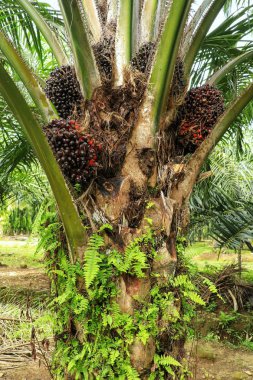 Meyve ile yağ palmiye ağacı üst yakın görünümü