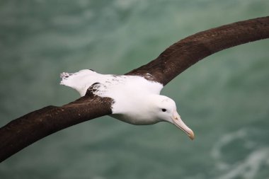 Uçuş Kuzey kraliyet albatros yakın görünümü, Taiaroa Head, 