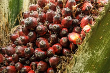 Close-up of oil palm fruit on a tree clipart