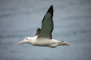 Kuzey Kraliyet Albatross uçuş, Taiaroa Başkanı, Otago Peninsul