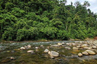 Bahorok Nehri, Kuzey Sumatra'da Bukit Lawang yakınlarında, Endonezya.